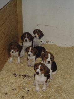 Beagle-Welpen