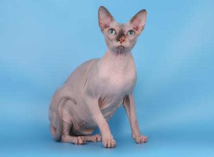 Reinrassige Canadian Sphnyx Katze