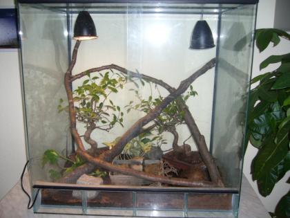 Königspyton Terrarium