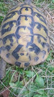 1 Griechische Landschildkröte T. H. B. , männlich, 12 Jahre alt