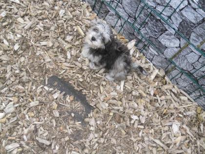 Shih Tzu Zwergpudel Mix Hündin sucht ein neues Zuhause