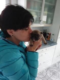 Französische bulldoggen welpen