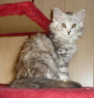 Wundervolle Maine Coon Kitten suchen neue Dosis