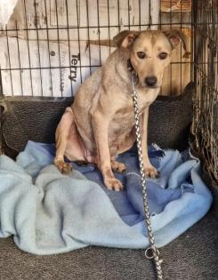 Notfellchen Athina sucht ein passendes Zuhause