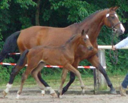 Hannoveraner Hengstfohlen Ebony von Earl