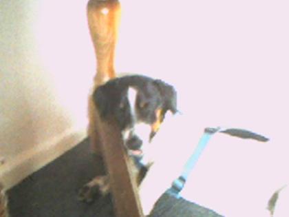 Snoopy sucht ein neues zuhause