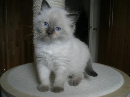 Reinrassige Ragdoll Kitten