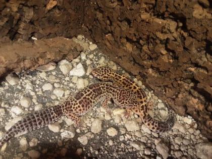 4 Leopardengeckos mit Terrarium