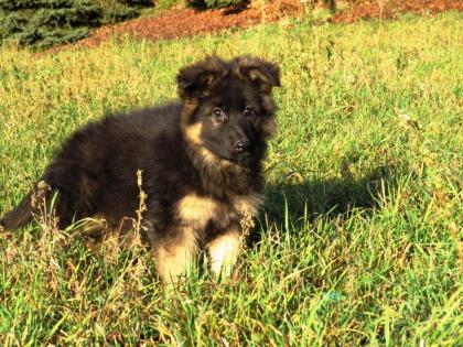 Deutscher Schäferhund Langhaar