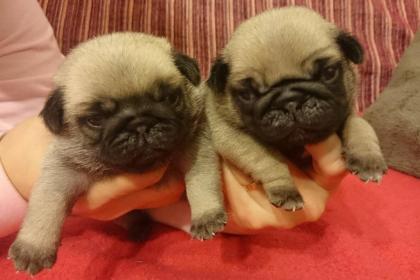 Mops - Qualitäts Welpen mit Stammbaum FCI - beige und schwarz