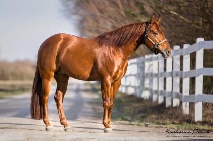 Deckhengst - Quarter Horse Reining