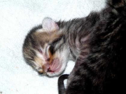 Bengal Mix Kitten