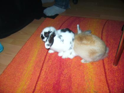 Meine zwei süssen suchen dringend ein neues liebevolles zuhause