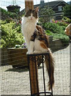 Dreamflowers Maine Coon Kitten suchen.
