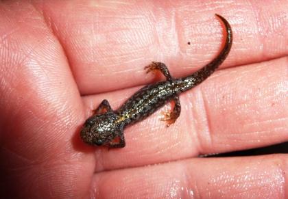 Bergmolch Ichthyosaura Triturus alpestris Nachzuchten und adulte Tiere
