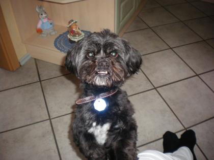 Malteser-Shi-Tzu Mix als Deckrüde