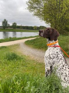 Jagdhund Deutsch Kurzhaar Rüde