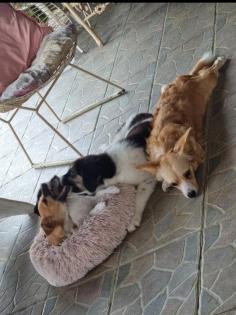 Mini sucht ein passendes Zuhause