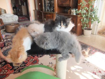 Perserkatzen Babys