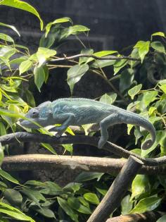 Pantherchamäleon mit Terrarium