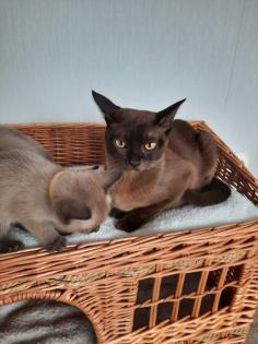 Tonkanese Kitten -650, 00 Euro VB