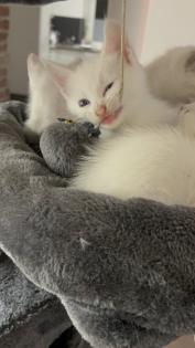 Türkisch angora Kitten
