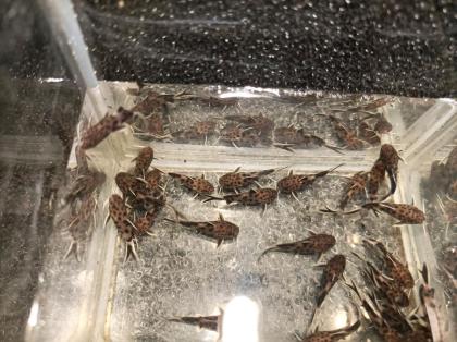 Zwerg-Fiederbartwels Synodontis lucipinnis