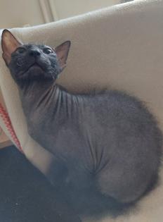 Sphynxkater Nov. 22 geboren