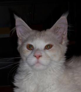 2 typvolle Maine Coon s