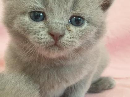 BKH Britisch Kurz Haar 4 Kitten alle Weiblich grau-Blau gesund