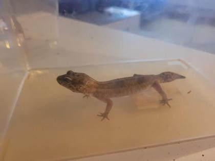 VK 3 leopardengekos weibchen