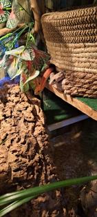 2 Kornnattern mit großem Terrarium