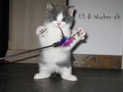 BKH/Kartäuserkater Uli