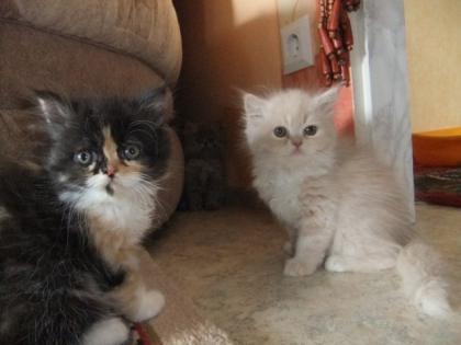 Perserkatzen Babys