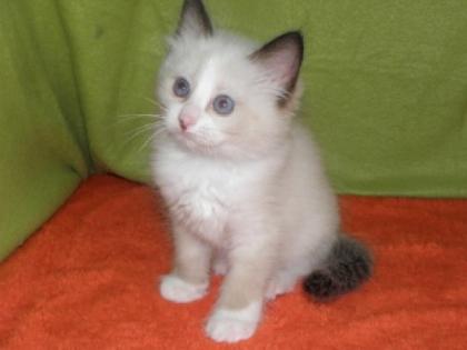 Hl. Birma - Ragdoll