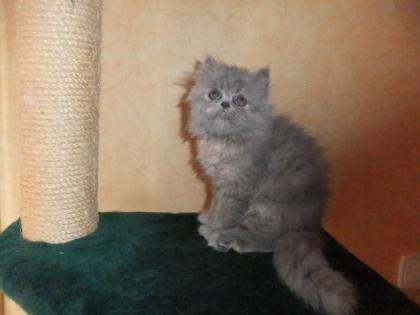 Perserkatzen Babys
