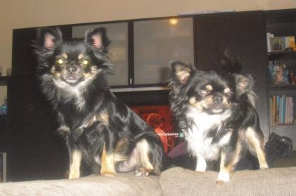 Chihuahua Welpen suchen ab SOFORT neues liebevolles Zuhause