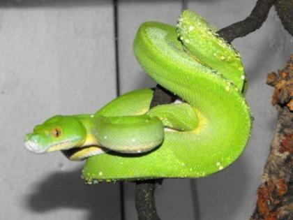 1. 0. Morelia viridis