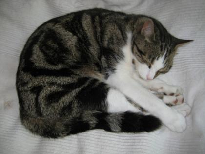 Jazzi Freigänger super hübscher Kater sucht ein neues Zuhause