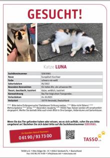 Katze Luna entlaufen