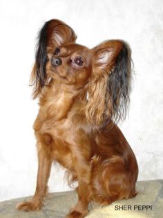 Russkiy Toy toy-terrier Welpen