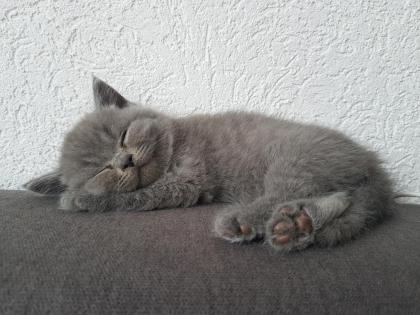 BKH Kitten mit Stammbaum