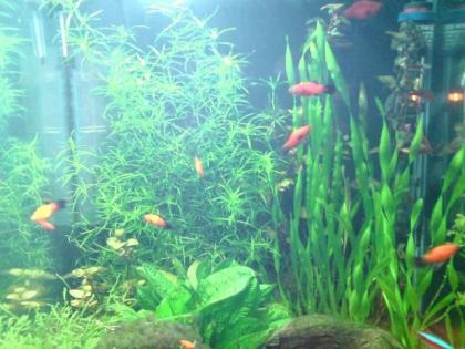 Platys zu verschenken