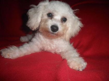 Bichon Frise Rüde