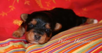 VDH Havaneser Welpen aus NRW Tele. 02382/803166 Havaneserwelpen Hundewelpen