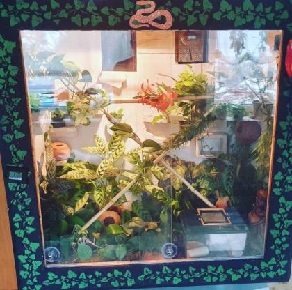 Terrarium mit Kornnattern