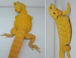 Suche intensiv gelbe Farb-Bartagamen z B. Citrus, Citrus Hypo Leatherback, etc.