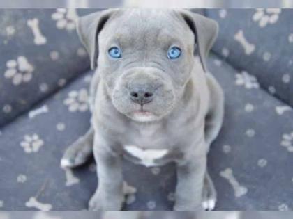American Staffordshire Bullterrier Welpen aus TOP Verpaarung