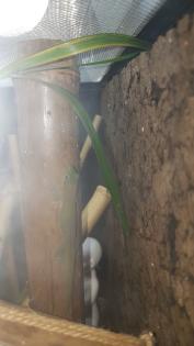 Phelsuma Laticauda / Goldstaubtaggeckos