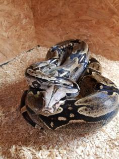 Dringend 1. 0 Boa Constrictor Constrictor Surinam